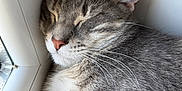 Snow Et Arya participe au concours pour gagner de l'argent avec cette photo : cat, sleeping, gray_tabby, whiskers, window, corner, close_up, fur, pet, domestic_cat, relaxed, indoors, cozy, nap, animal, cute, peaceful, resting, soft, quiet