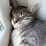 cat, sleeping, gray_tabby, whiskers, window, corner, close_up, fur, pet, domestic_cat, relaxed, indoors, cozy, nap, animal, cute, peaceful, resting, soft, quiet