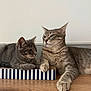 Snow Et Arya participe au concours pour gagner de l'argent avec cette photo : cat, tabby_cat, indoor, floor, wood_floor, scratching_pad, striped, relaxed, pet, animal, feline, two_cats, resting, looking_away, whiskers, ears, paws, fur, domestic_animal, quiet