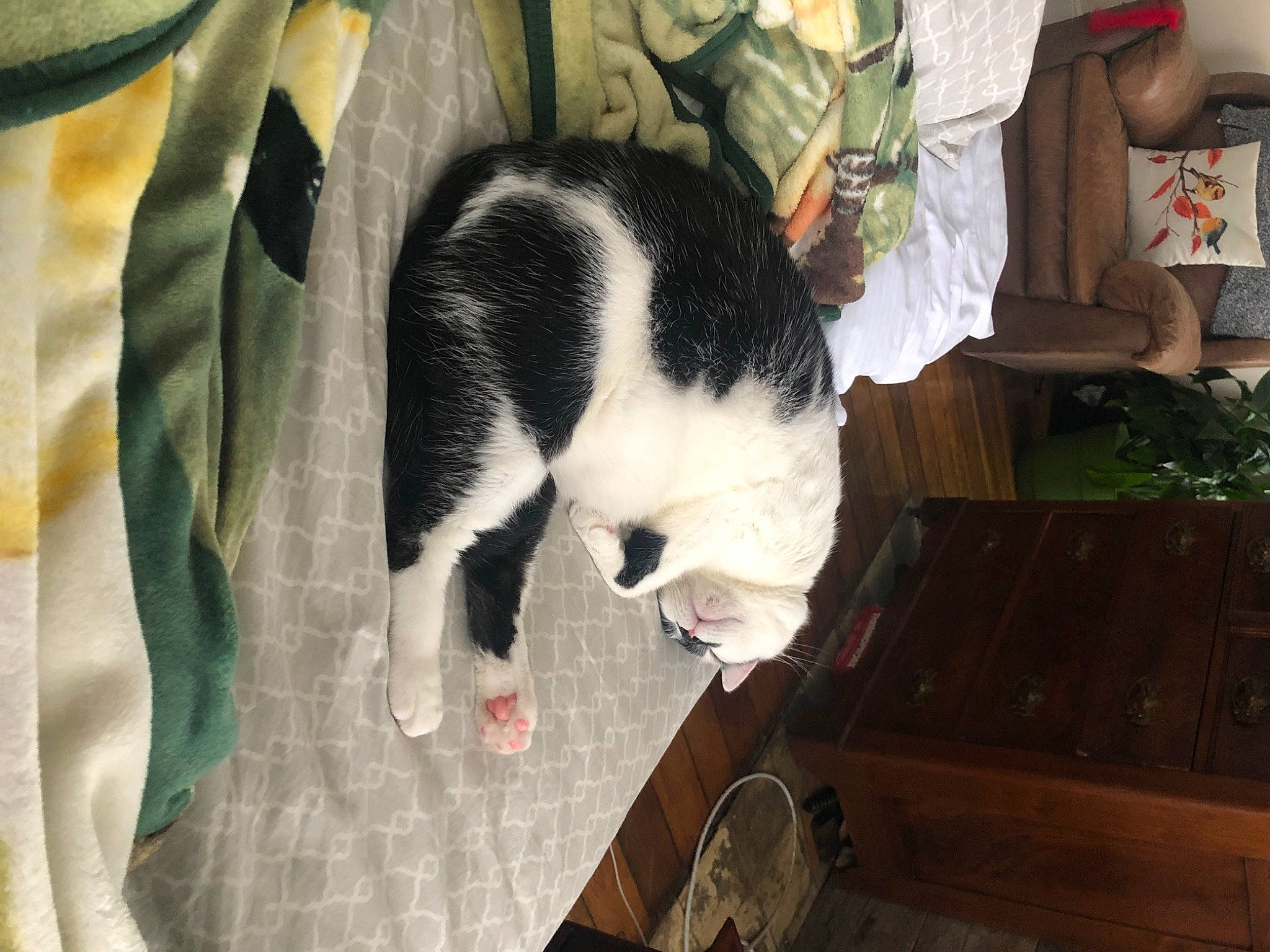 Tommy is registered to the contest to win money with this photo: canidae, carnivore, cat, claw, comfort, domestic_short_haired_cat, felidae, fur, linens, nap, paw, plant, small_to_medium_sized_cats, snout, sporting_group, tail, whiskers, wood