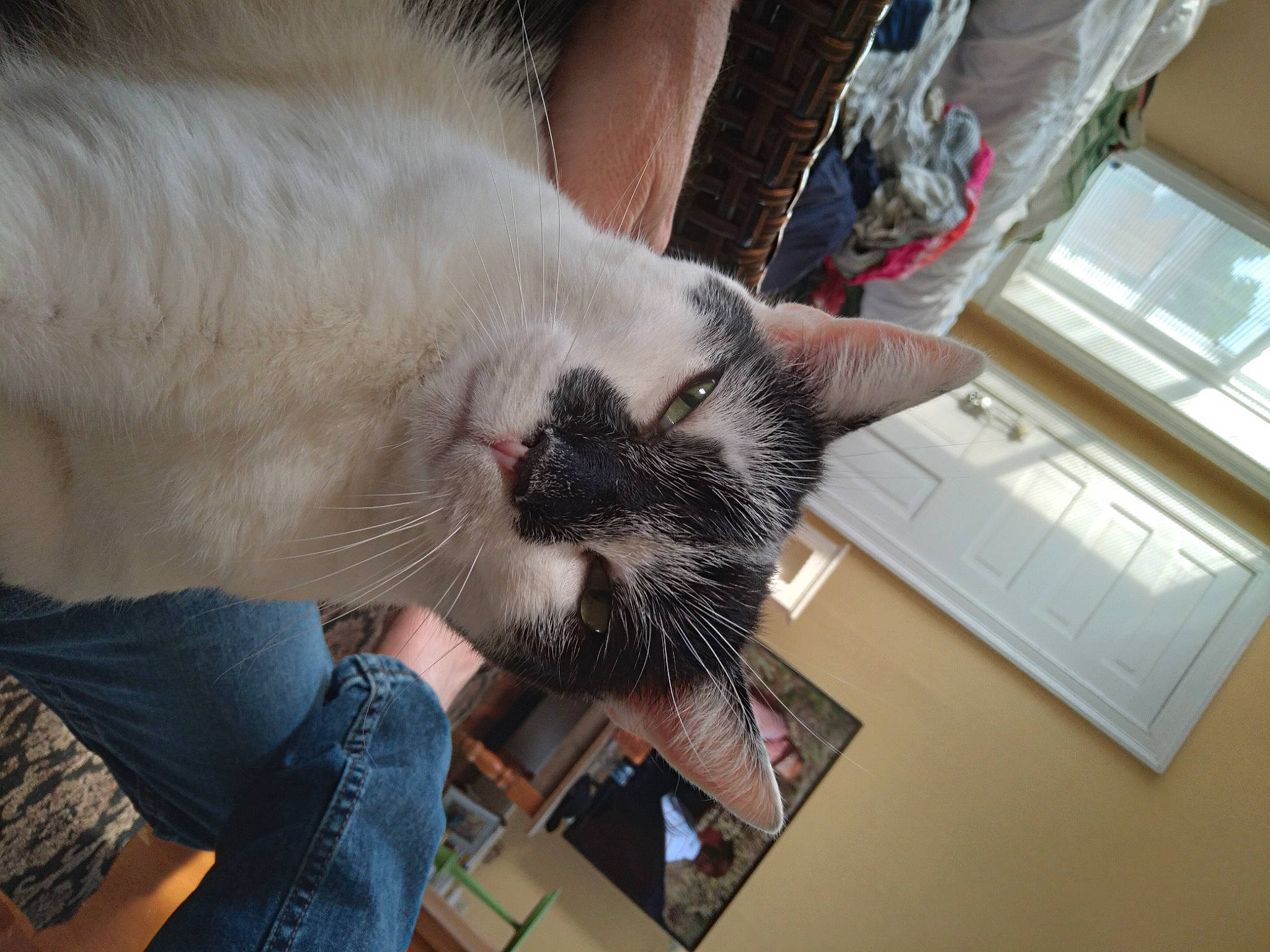 Tommy is registered to the contest to win money with this photo: carnivore, cat, claw, comfort, domestic_short_haired_cat, ear, fawn, felidae, foot, fur, nap, paw, siamese, small_to_medium_sized_cats, snout, tail, thai, tonkinese, whiskers, window