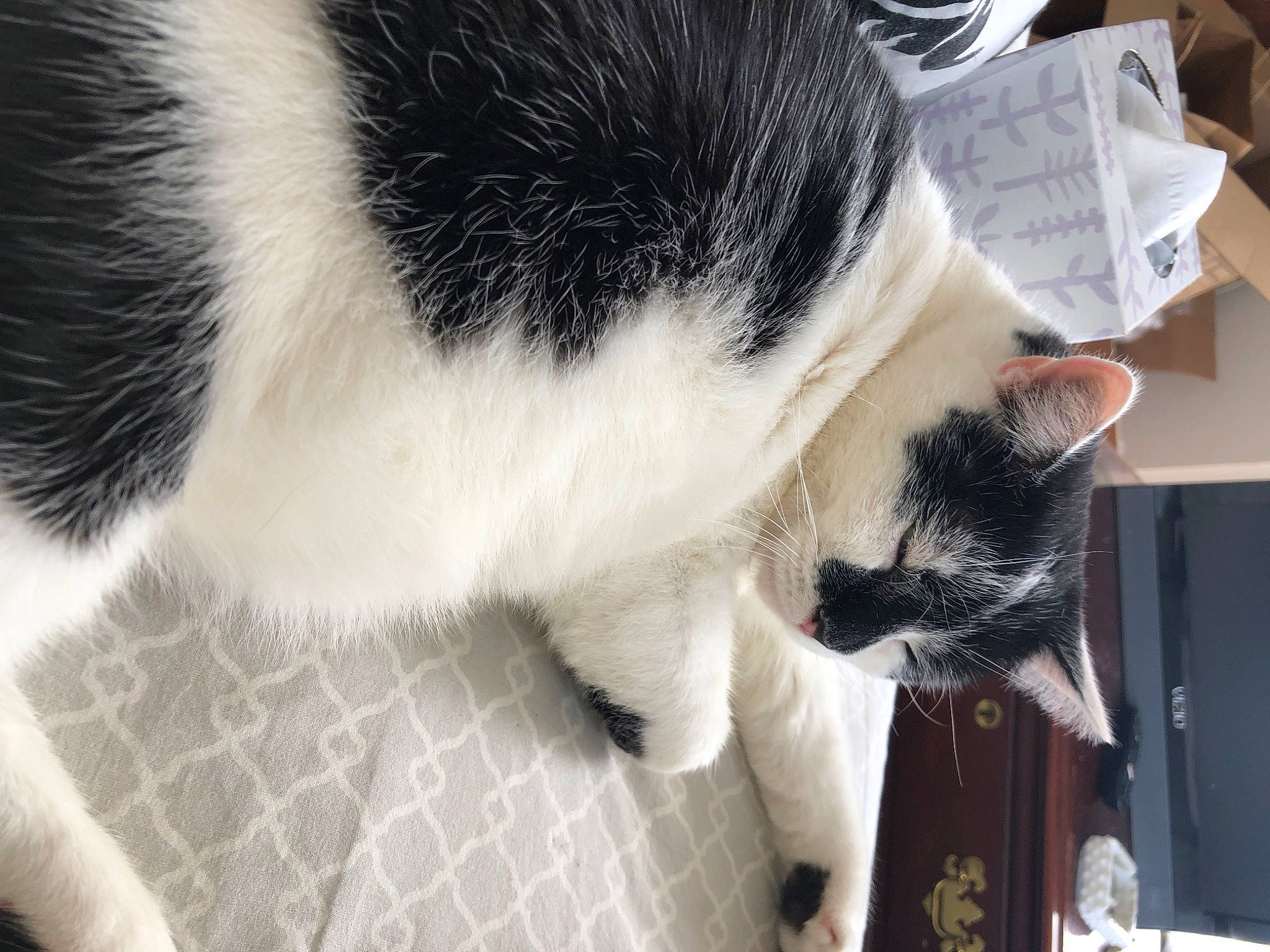 Tommy is registered to the contest to win money with this photo: canidae, carnivore, cat, cat_supply, claw, comfort, dog_breed, domestic_short_haired_cat, felidae, fur, paw, small_to_medium_sized_cats, sporting_group, tail, whiskers