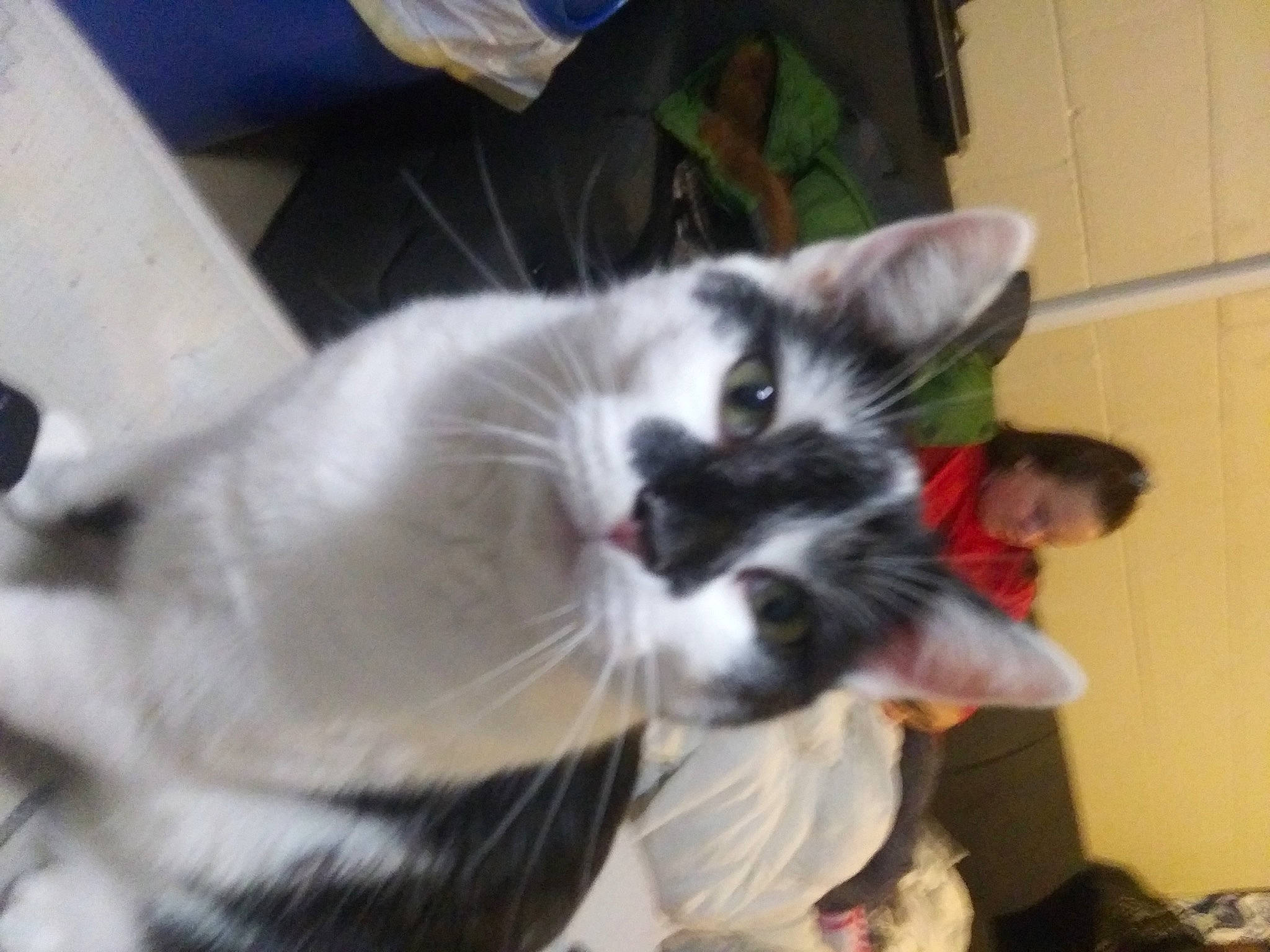 Tommy joined the competition — help win amazing prizes! box, carnivore, cat, claw, comfort, domestic_short_haired_cat, felidae, fur, lap, paw, small_to_medium_sized_cats, snout, tail, whiskers