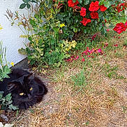 Minette participe au concours pour gagner de l'argent avec cette photo : animal, black_cat, bush, cat, flora, flowers, fluffy_fur, garden, grass, green_leaves, nature, outdoor, peaceful, pet, plant, red_roses, resting, shrub, summer, yellow_eyes