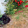 animal, black_cat, bush, cat, flora, flowers, fluffy_fur, garden, grass, green_leaves, nature, outdoor, peaceful, pet, plant, red_roses, resting, shrub, summer, yellow_eyes