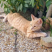 Vénus a rejoint le concours — aidez-le/la à gagner de superbes lots ! animal, cat, cute, daylight, feline, garden, ginger_tabby, greenery, leafy, mammal, nature, outdoor, pebble_stones, pet, plants, relaxed, resting, stone, sunlight, wildlife