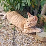 animal, cat, cute, daylight, feline, garden, ginger_tabby, greenery, leafy, mammal, nature, outdoor, pebble_stones, pet, plants, relaxed, resting, stone, sunlight, wildlife