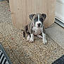 brown, collar, cute, dog, door, ears, floor, indoor, looking, mat, nose, pebble, pet, puppy, rug, sitting, tail, white, wood_board, young