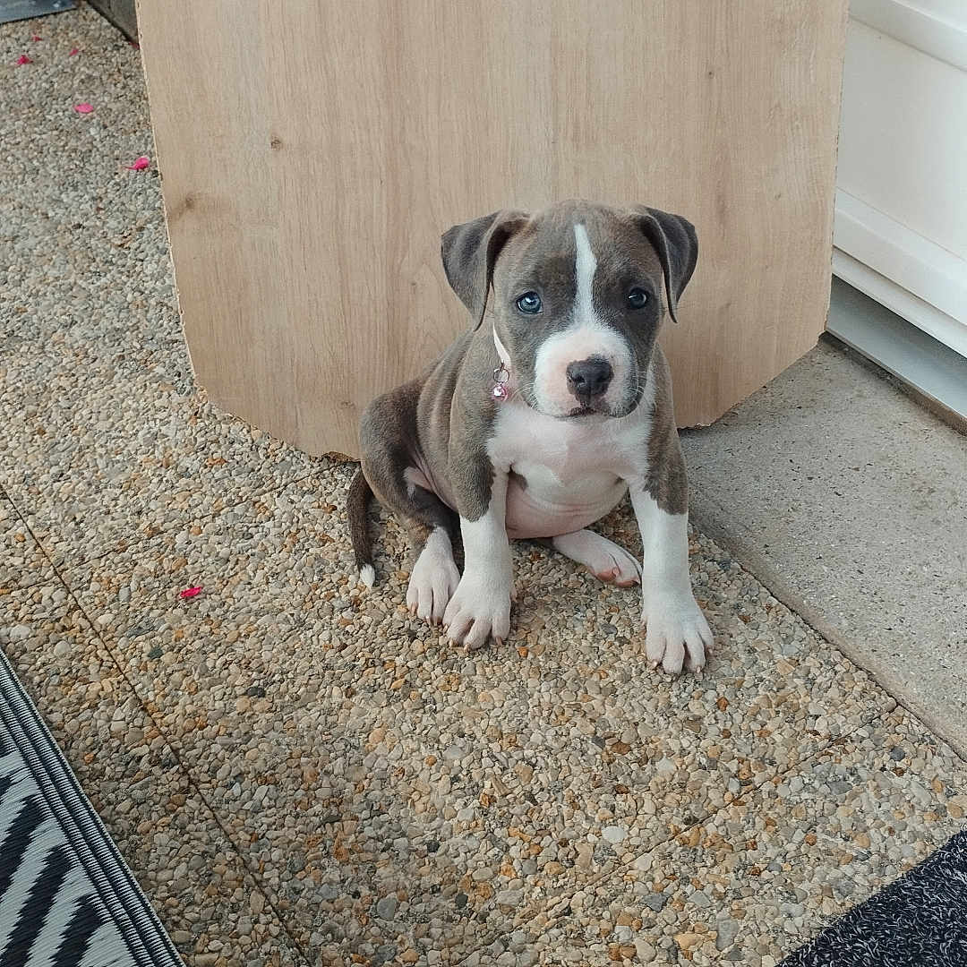 Alba a rejoint le concours — aidez-le/la à gagner de superbes lots ! brown, collar, cute, dog, door, ears, floor, indoor, looking, mat, nose, pebble, pet, puppy, rug, sitting, tail, white, wood_board, young