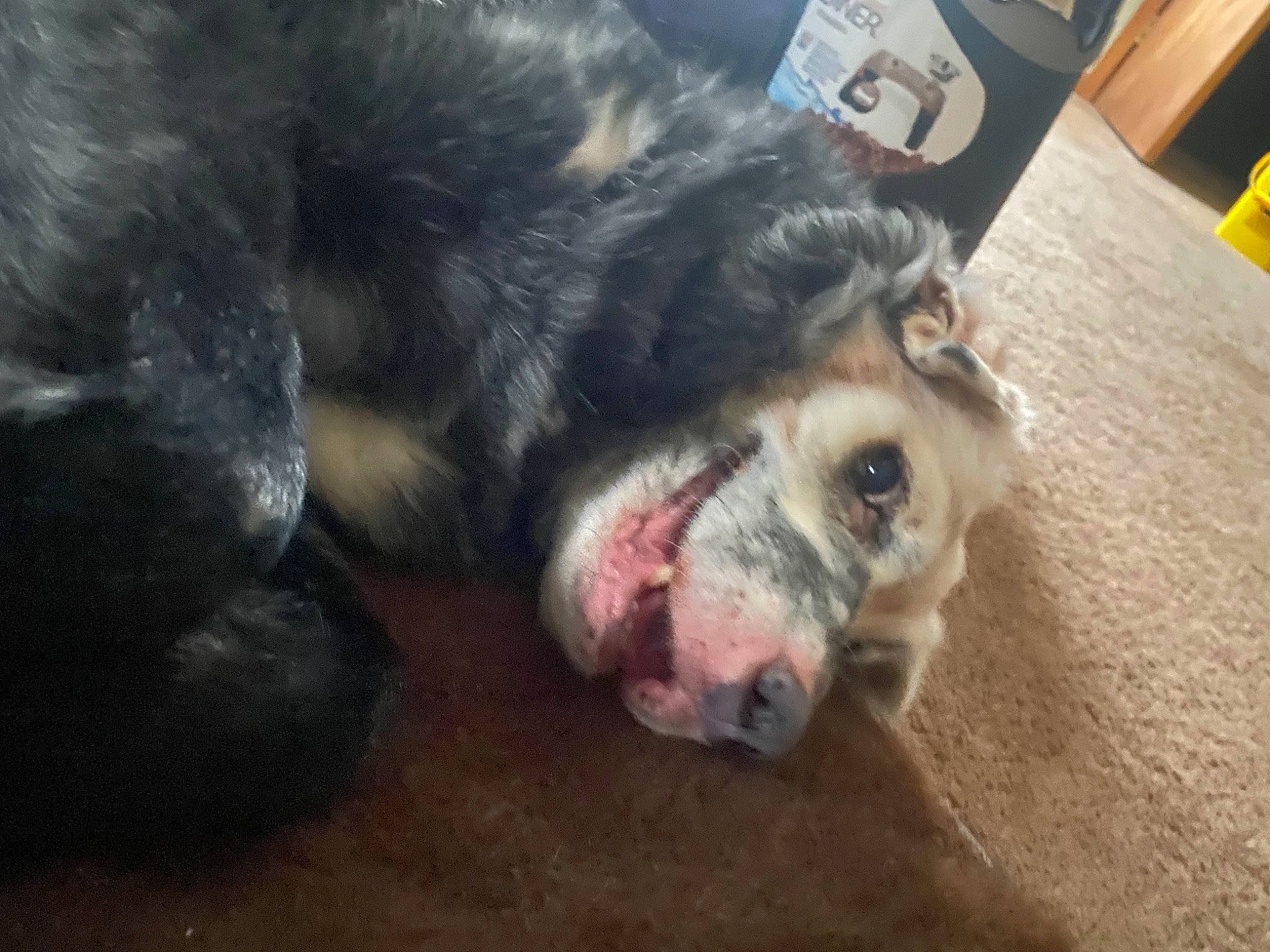 Bucky joined the competition — help win amazing prizes! canidae, carnivore, claw, companion_dog, dog, dog_breed, fang, fawn, flooring, fur, guard_dog, herding_dog, non_sporting_group, paw, snout, sporting_group, terrestrial_animal, whiskers, working_animal, working_dog