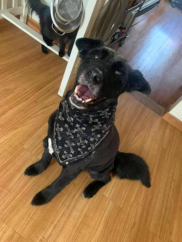 Bucky joined the competition — help win amazing prizes! carnivore, collar, companion_dog, dog, dog_breed, dog_collar, fawn, floor, flooring, fur, hardwood, laminate_flooring, retriever, snout, tail, varnish, wood, wood_flooring, wood_stain, working_animal