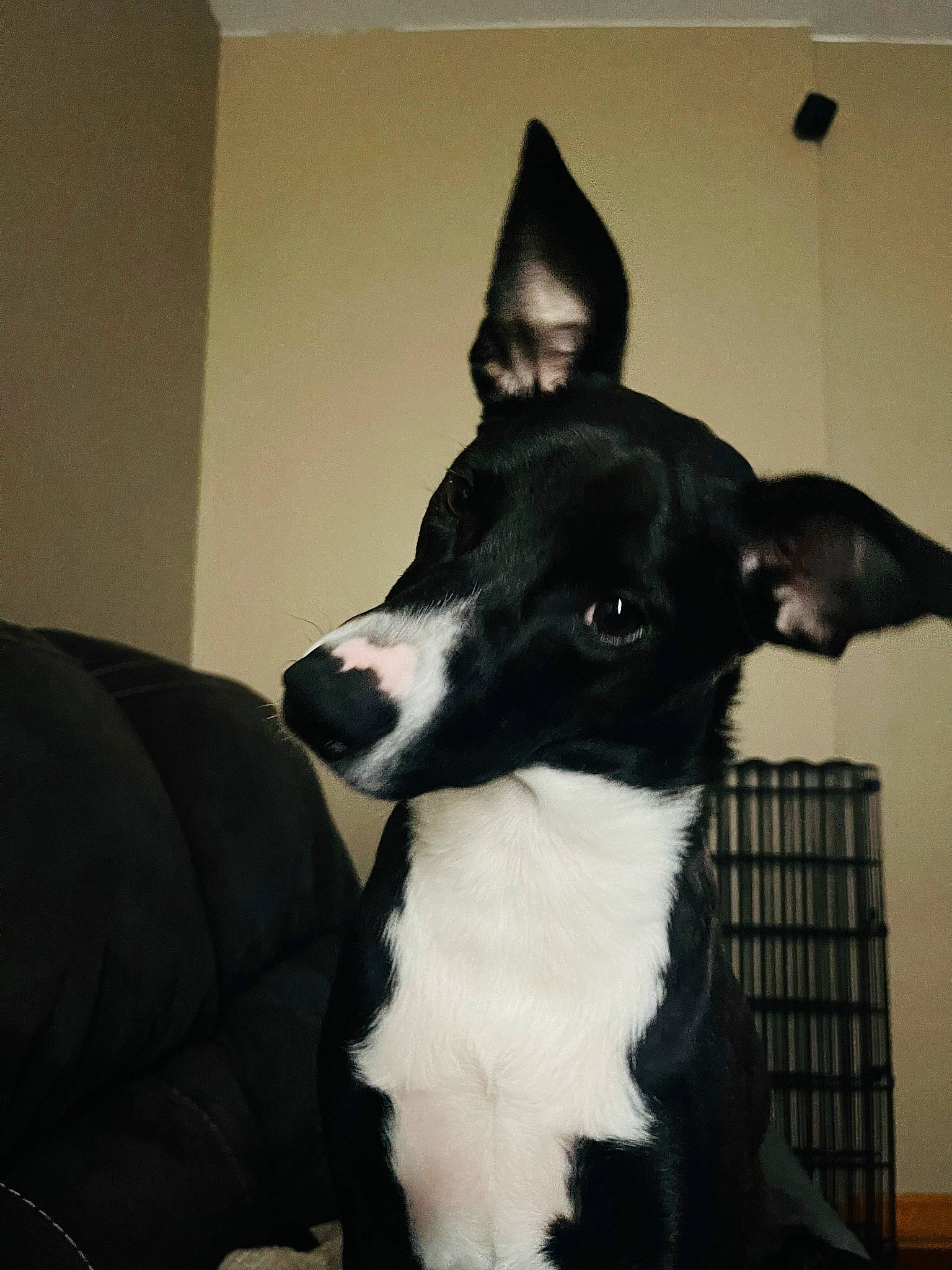 Nala joined the competition — help win amazing prizes! borador, canidae, carnivore, collar, companion_dog, dog, dog_breed, dog_collar, fur, guard_dog, herding_dog, mcnab, non_sporting_group, snout, sporting_group, tail, terrier, whiskers, working_animal, working_dog