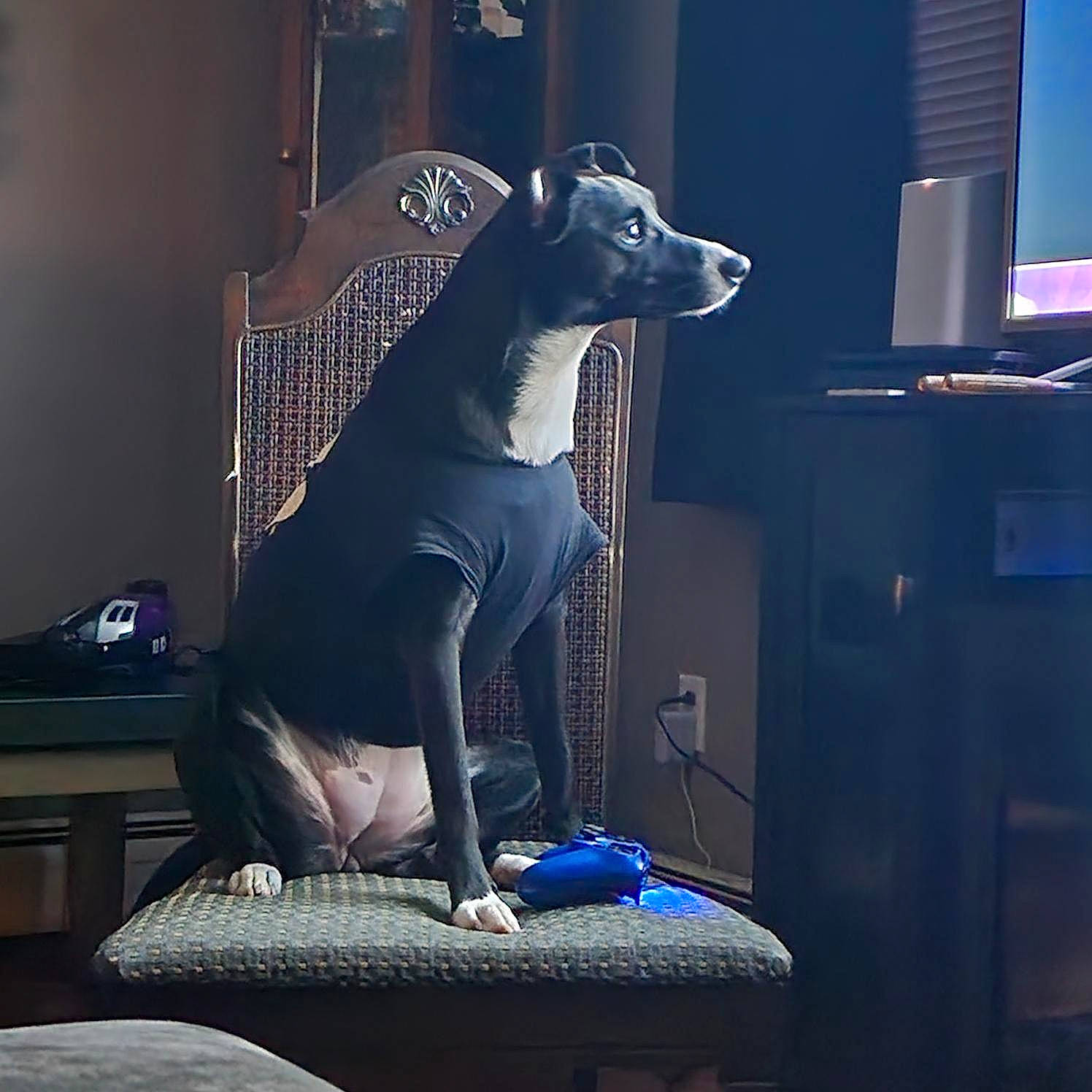 Nala is registered to the contest to win money with this photo: art, canidae, carnivore, companion_dog, darkness, dog, dog_breed, electric_blue, event, fawn, fictional_character, fur, grey, metal, purple, sculpture, snout, sporting_group, statue, tail