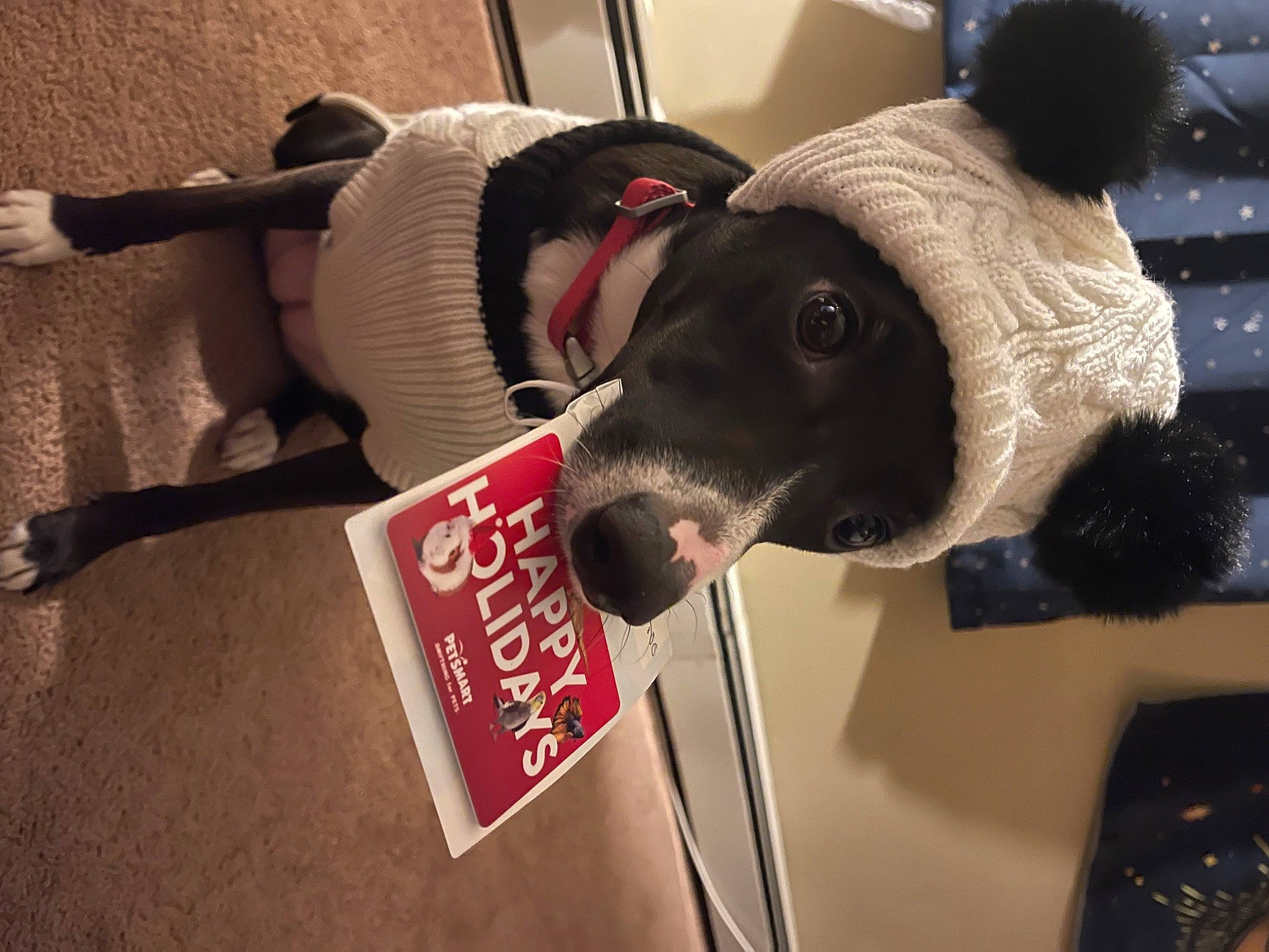 Nala is registered to the contest to win money with this photo: canidae, cap, carnivore, collar, companion_dog, dog, dog_breed, dog_collar, dog_supply, fashion_accessory, fur, hat, personal_protective_equipment, pet_supply, plush, snout, sporting_group, stuffed_toy, toy, working_animal