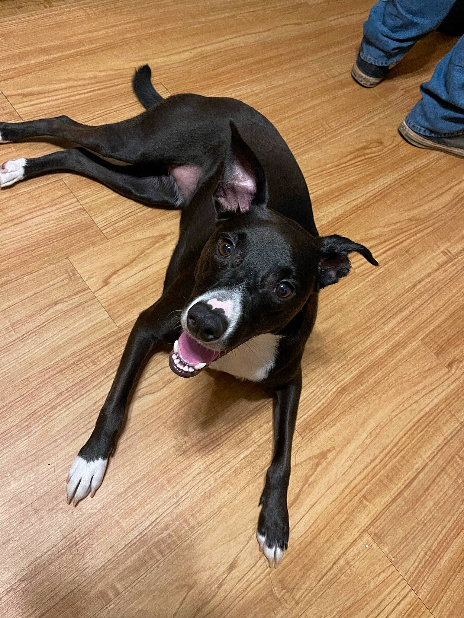 Nala is registered to the contest to win money with this photo: canidae, carnivore, comfort, companion_dog, dog, dog_breed, fawn, floor, flooring, foot, hardwood, laminate_flooring, snout, sporting_group, tail, varnish, wood, wood_flooring, wood_stain, working_animal