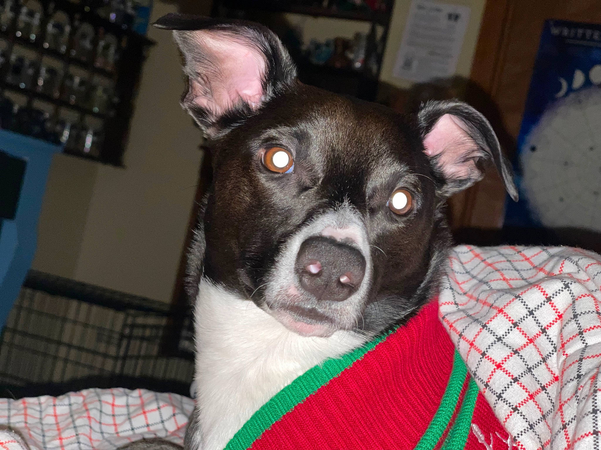 Nala is registered to the contest to win money with this photo: carnivore, comfort, companion_dog, computer_keyboard, dog, dog_breed, ear, fur, input_device, numeric_keypad, office_equipment, pattern, peripheral, plaid, snout, space_bar, tartan, toy_dog, whiskers, working_animal