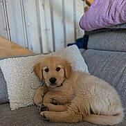 Milo participe au concours pour gagner de l'argent avec cette photo : puppy, golden_retriever, dog, couch, pillow, indoor, pet, furniture, cozy, resting, cute, fluffy, animal, home, stairs, relaxing, fur, canine, portrait, companion