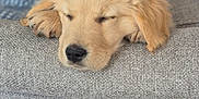 Milo participe au concours pour gagner de l'argent avec cette photo : puppy, dog, golden_retriever, sleeping, couch, furniture, indoor, pet, cute, resting, cozy, soft, animal, fur, nose, paw, relaxation, home, domestic_animal, young