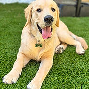 Milo participe au concours pour gagner de l'argent avec cette photo : animal, canine, collar, dog, domestic_animal, friendly, fur, golden_retriever, grass, happy, laying_down, mammal, nature, outdoor, pet, playful, puppy, summer, tongue_out, young