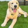 animal, canine, collar, dog, domestic_animal, friendly, fur, golden_retriever, grass, happy, laying_down, mammal, nature, outdoor, pet, playful, puppy, summer, tongue_out, young