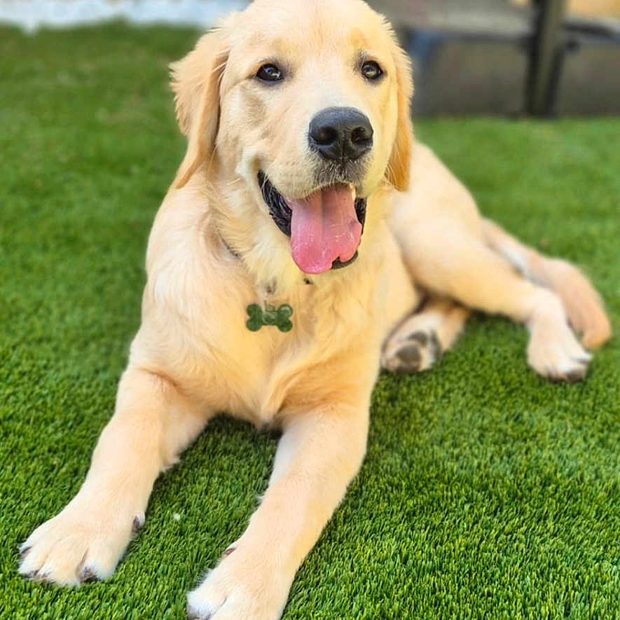 Milo participe au concours pour gagner de l'argent avec cette photo : animal, canine, collar, dog, domestic_animal, friendly, fur, golden_retriever, grass, happy, laying_down, mammal, nature, outdoor, pet, playful, puppy, summer, tongue_out, young