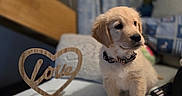 Milo a rejoint le concours — aidez-le/la à gagner de superbes lots ! animal, bed, blanket, collar, cozy, curious, cute, dog, domestic, furniture, golden_retriever, heart_shape, indoor, love, pet, puppy, room, soft, wooden_decoration, young