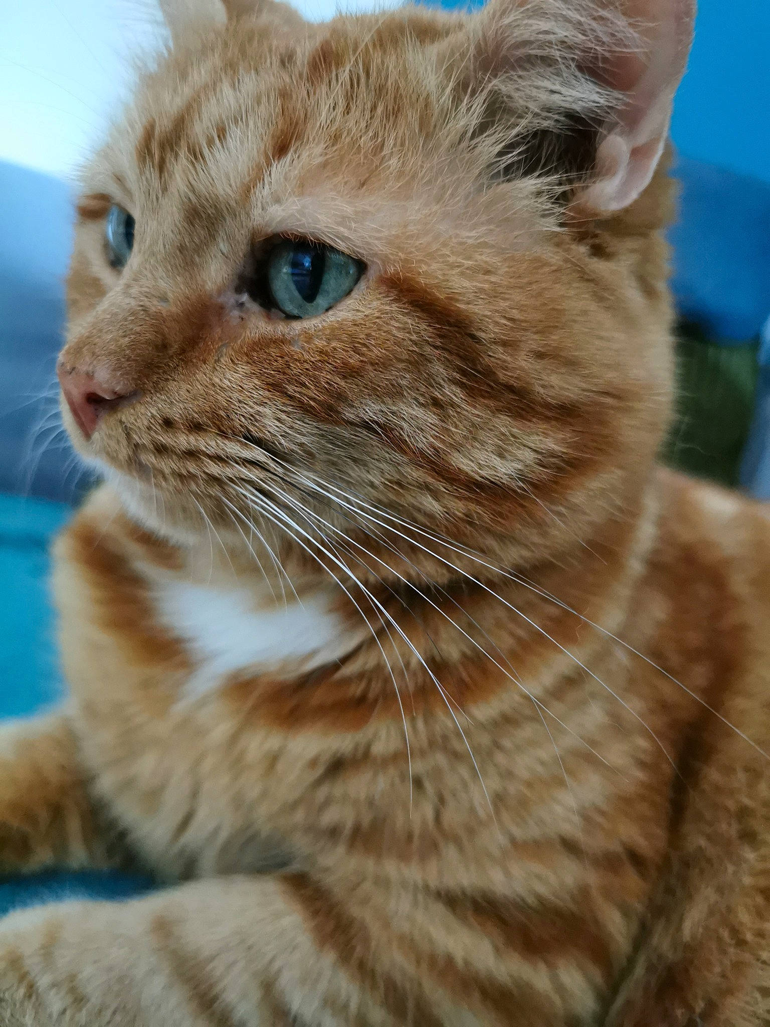 Achille a rejoint le concours — aidez-le/la à gagner de superbes lots ! carnivore, cat, claw, close_up, domestic_short_haired_cat, fawn, felidae, fur, iris, paw, plant, small_to_medium_sized_cats, snout, terrestrial_animal, tree, whiskers, wildlife