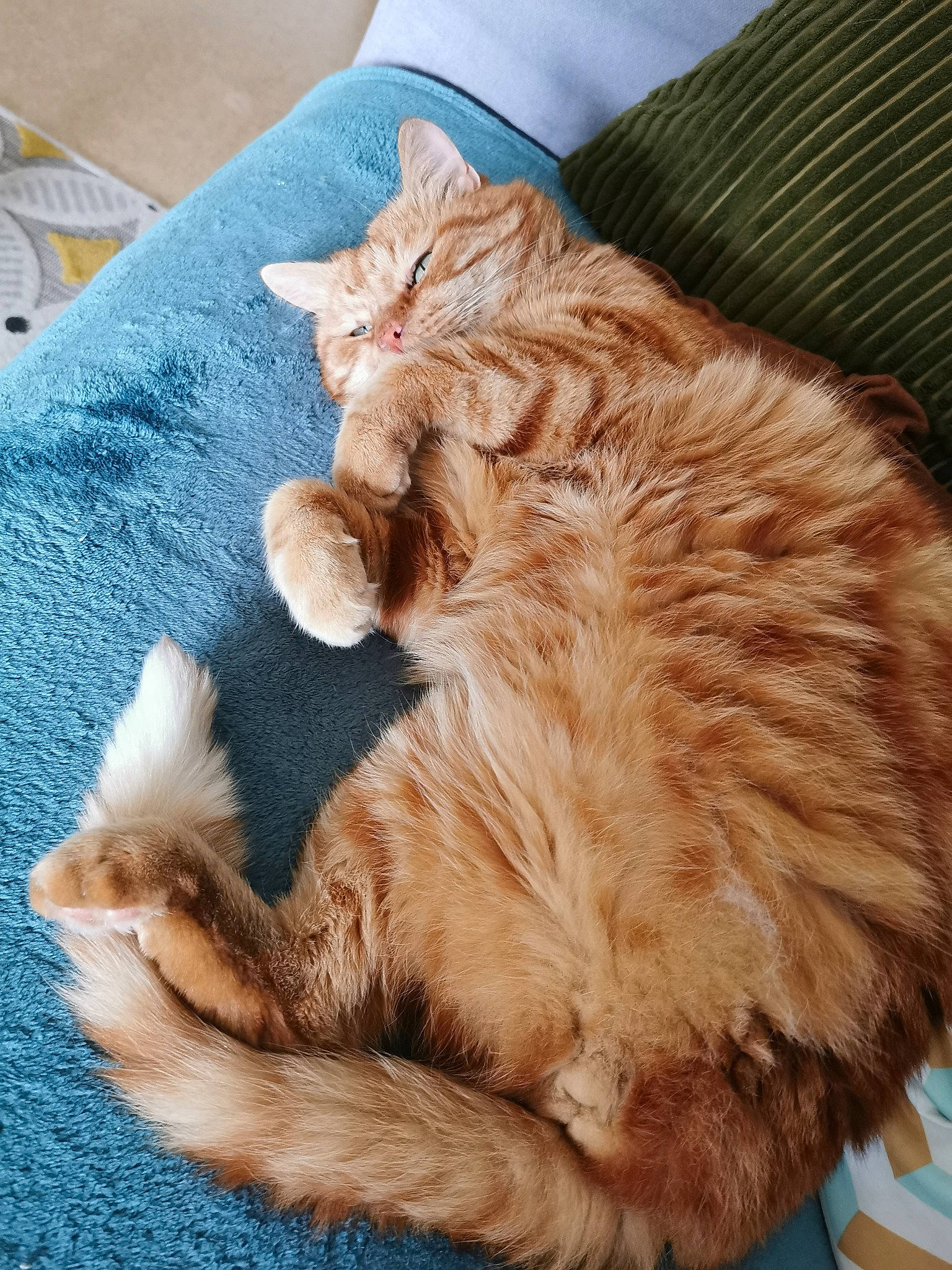 Achille a rejoint le concours — aidez-le/la à gagner de superbes lots ! carnivore, cat, claw, comfort, domestic_short_haired_cat, fawn, felidae, foot, fur, human_leg, nap, paw, small_to_medium_sized_cats, snout, tail, whiskers, wood