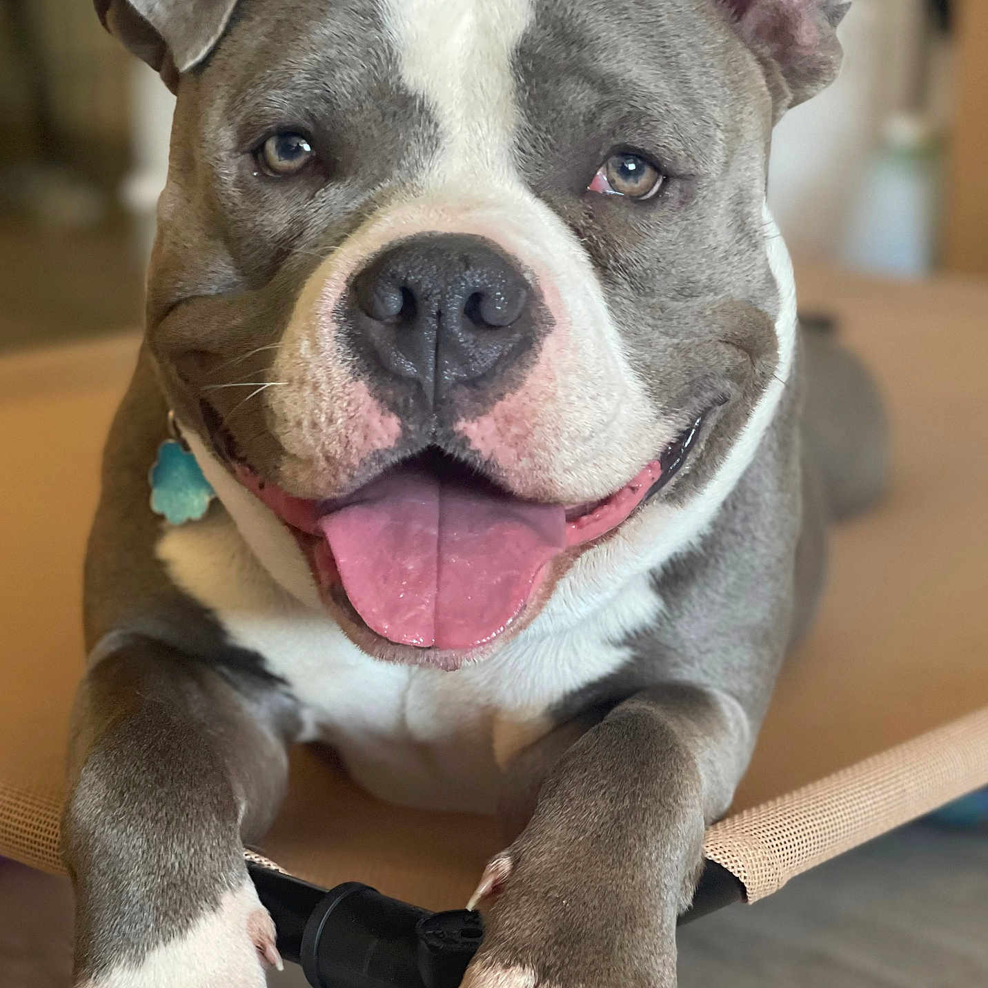 Bruno