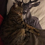 Jack a rejoint le concours — aidez-le/la à gagner de superbes lots ! cat, tabby_cat, sleeping, pillow, deer_print, animal_print, bed, blanket, cozy, indoor, resting, fur, whiskers, cute, close_up, relaxation, domestic_cat, pattern, soft, snuggling