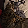 cat, tabby_cat, sleeping, pillow, deer_print, animal_print, bed, blanket, cozy, indoor, resting, fur, whiskers, cute, close_up, relaxation, domestic_cat, pattern, soft, snuggling