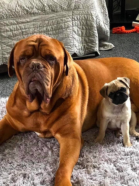 Dolly joined the competition — help win amazing prizes! bored, bulldog, canidae, carnivore, collar, comfort, companion_dog, dog, dog_breed, fawn, flooring, hardwood, liver, plant, pug, snout, sporting_group, wood, working_animal, wrinkle