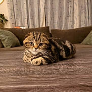 Buddha joined the competition — help win amazing prizes! cat, tabby_cat, pet, animal, feline, striped_fur, whiskers, green_eyes, lying_down, paws, indoors, living_room, wooden_floor, sofa, cushions, home, portrait, cozy, brown_fur, alert