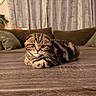 cat, tabby_cat, pet, animal, feline, striped_fur, whiskers, green_eyes, lying_down, paws, indoors, living_room, wooden_floor, sofa, cushions, home, portrait, cozy, brown_fur, alert