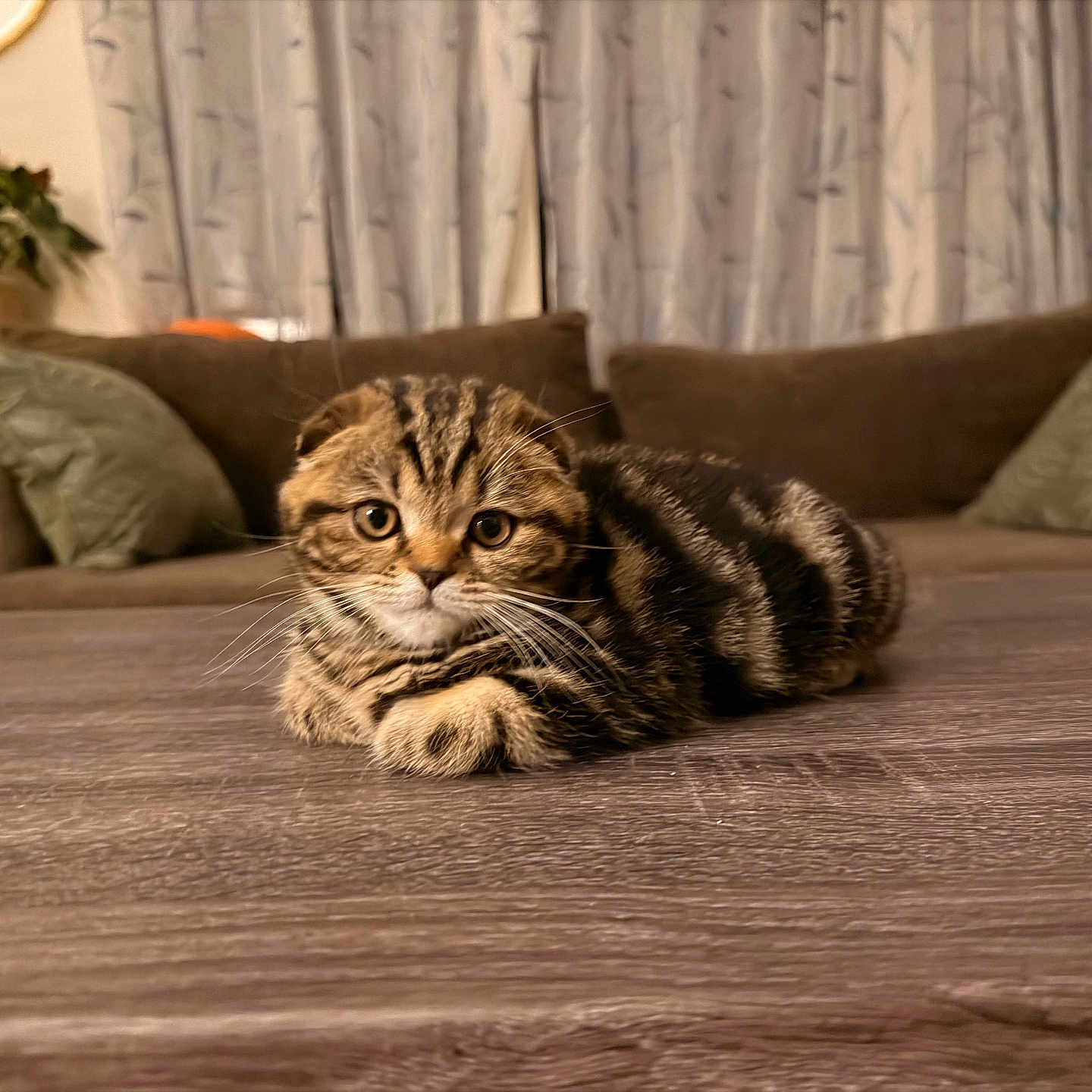 Buddha joined the competition — help win amazing prizes! cat, tabby_cat, pet, animal, feline, striped_fur, whiskers, green_eyes, lying_down, paws, indoors, living_room, wooden_floor, sofa, cushions, home, portrait, cozy, brown_fur, alert