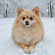 Kali a rejoint le concours — aidez-le/la à gagner de superbes lots ! dog, pomeranian, snow, winter, forest, animal, fluffy, pet, canine, outdoor, nature, cold, snowfall, cute, fur, portrait, calm, winter_clothing, season, background