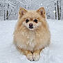 dog, pomeranian, snow, winter, forest, animal, fluffy, pet, canine, outdoor, nature, cold, snowfall, cute, fur, portrait, calm, winter_clothing, season, background