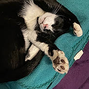 Lou joined the competition — help win amazing prizes! animal, black_and_white_cat, blanket, cat, close_up, cozy, cute, domestic_cat, feline, fur, indoor, paw, paw_pads, pet, purple_surface, relaxed, resting, sleeping, teal_blanket, whiskers