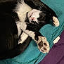 animal, black_and_white_cat, blanket, cat, close_up, cozy, cute, domestic_cat, feline, fur, indoor, paw, paw_pads, pet, purple_surface, relaxed, resting, sleeping, teal_blanket, whiskers