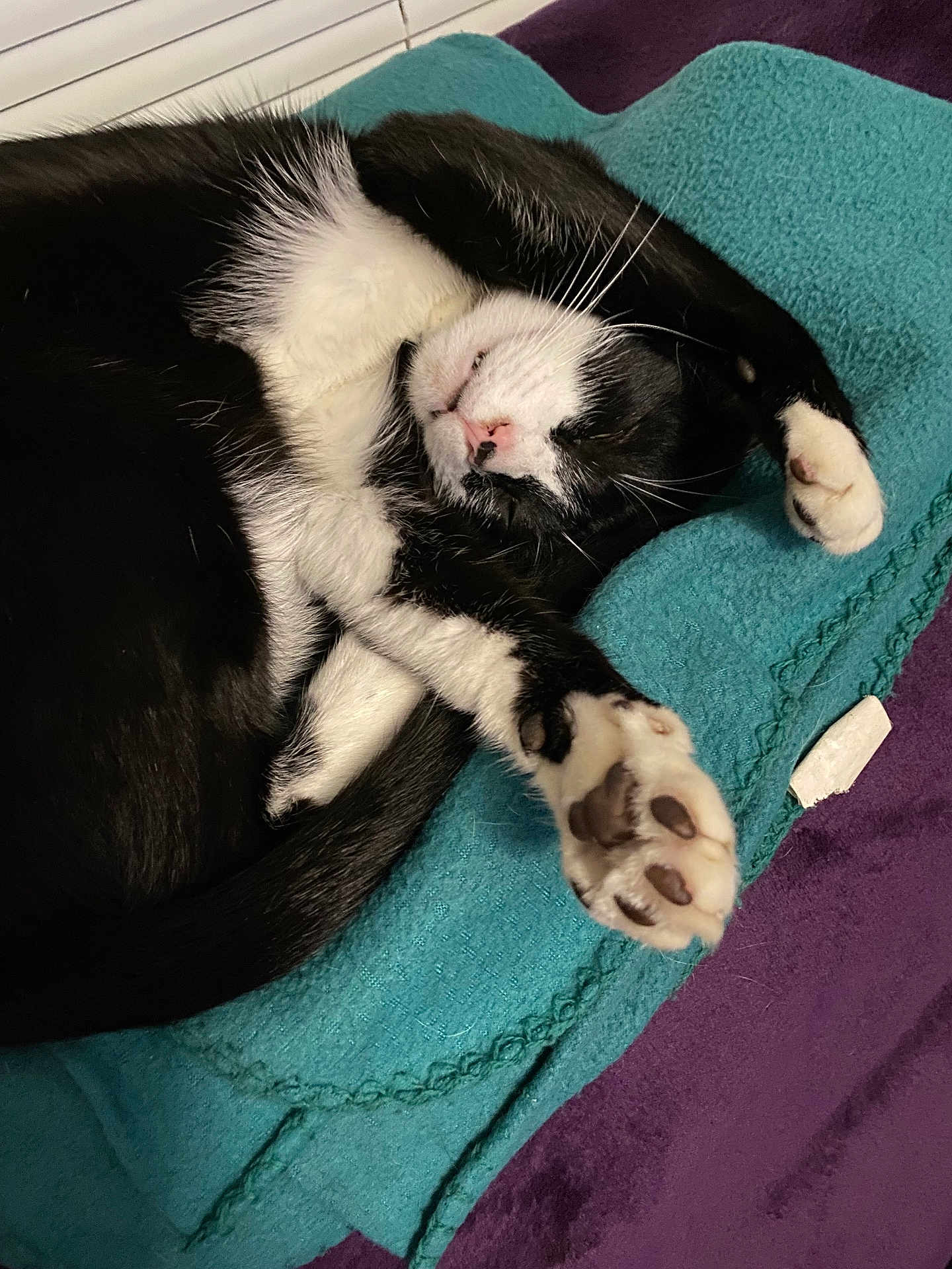 Lou joined the competition — help win amazing prizes! animal, black_and_white_cat, blanket, cat, close_up, cozy, cute, domestic_cat, feline, fur, indoor, paw, paw_pads, pet, purple_surface, relaxed, resting, sleeping, teal_blanket, whiskers