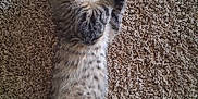 Sir Duke Rhettbutler joined the competition — help win amazing prizes! animal, carpet, cat, cozy, cute, domestic, fluffy, fur, indoor, kitten, paw, pet, relaxed, resting, sleeping, small, striped, tabby, tail, whiskers