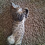 animal, carpet, cat, cozy, cute, domestic, fluffy, fur, indoor, kitten, paw, pet, relaxed, resting, sleeping, small, striped, tabby, tail, whiskers