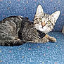 Sir Duke Rhettbutler joined the competition — help win amazing prizes! alert, animal, blue, cat, chair, colorful, cute, domestic, feline, fur, green_eyes, harness, indoor, kitten, patterned, pet, small, tabby, whiskers, young