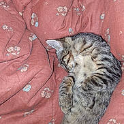 Sir Duke Rhettbutler is registered to the contest to win money with this photo: animal, blanket, cat, cozy, curled_up, cute, feline, floral_pattern, fur, indoor, kitten, mammal, nap, peaceful, pet, resting, sleeping, soft, tabby, whiskers
