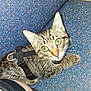 Sir Duke Rhettbutler is registered to the contest to win money with this photo: animal, black_shorts, blue_seat, cat, close_up, curious, domestic_animal, feline, fur, green_eyes, harness, indoor, looking_up, patterned_fabric, person, pet, seat, sitting, tabby, whiskers