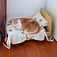 Paulette participe au concours pour gagner de l'argent avec cette photo : animal, bed, cat, cozy, cushion, cute, feline, fur, home, indoor, minimalist, orange_cat, peaceful, pet, pillows, quiet, resting, sleeping, white_cat, wooden_floor