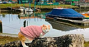 Paulette a rejoint le concours — aidez-le/la à gagner de superbes lots ! animal, boats, calm, cat, cloudy_sky, daytime, dock, feline, grass, landscape, marina, nature, orange_cat, outdoor, pet, pink_sweater, reflection, rock, village, water