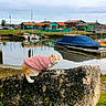 animal, boats, calm, cat, cloudy_sky, daytime, dock, feline, grass, landscape, marina, nature, orange_cat, outdoor, pet, pink_sweater, reflection, rock, village, water