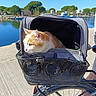 Paulette a rejoint le concours — aidez-le/la à gagner de superbes lots ! animal, bicycle, bicycle_wheel, blue_sky, cat, curious, daytime, lake, mesh_basket, nature, orange_and_white_cat, outdoor, pet, pet_carrier, reflection, sidewalk, sunlight, transport, trees, water
