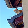 Paulette participe au concours pour gagner de l'argent avec cette photo : animal, animal_portrait, architecture, blue_sky, building, cat, curious, daylight, feline, gutter, looking_down, mammal, nature, orange_cat, outdoor, pet, rooftop, sky, white_cat, wood